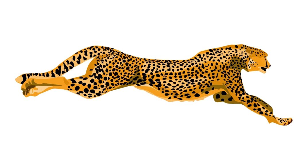 Gambar citah (cheetah) berlati (quickly chases its prey)