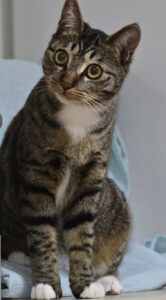 Kucing yang mati setelah diadopsi oleh Tuan A