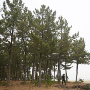 Hutan Gangwon Yangyang
