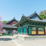 Gyeongbokgung Palace with cherry blossom in spring,Korea